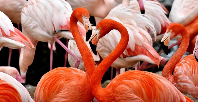 Dlaczego flamingi są różowe? – scenariusz zajęć w przedszkolu