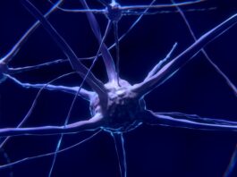 układ nerwowy - sieć