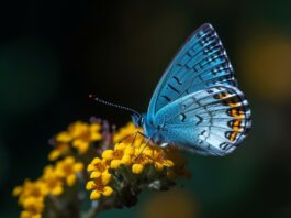 niebieski motyl na żółtym kwiatku