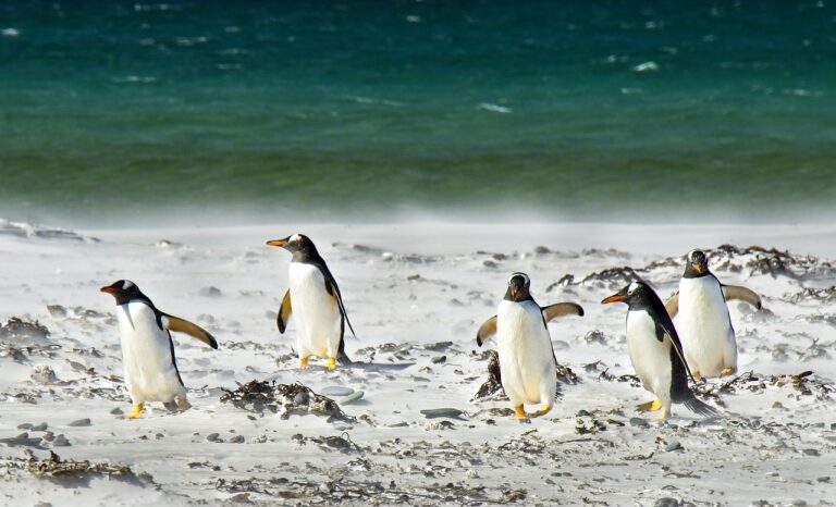 25 kwietnia Światowy Dzień Pingwina – scenariusz